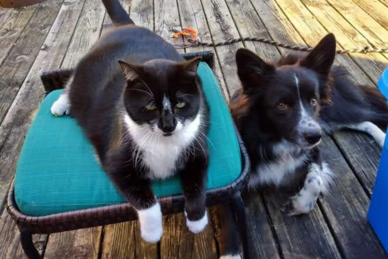 Border collie and cat siblings