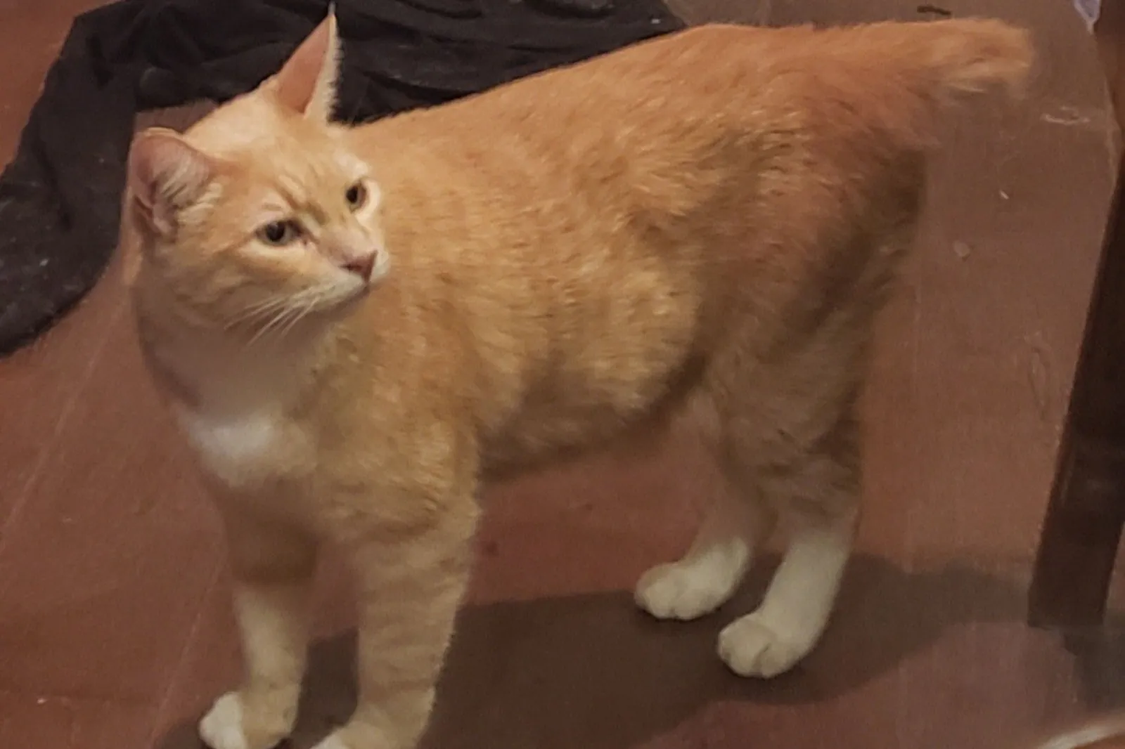 Orange cat defends home from lizard