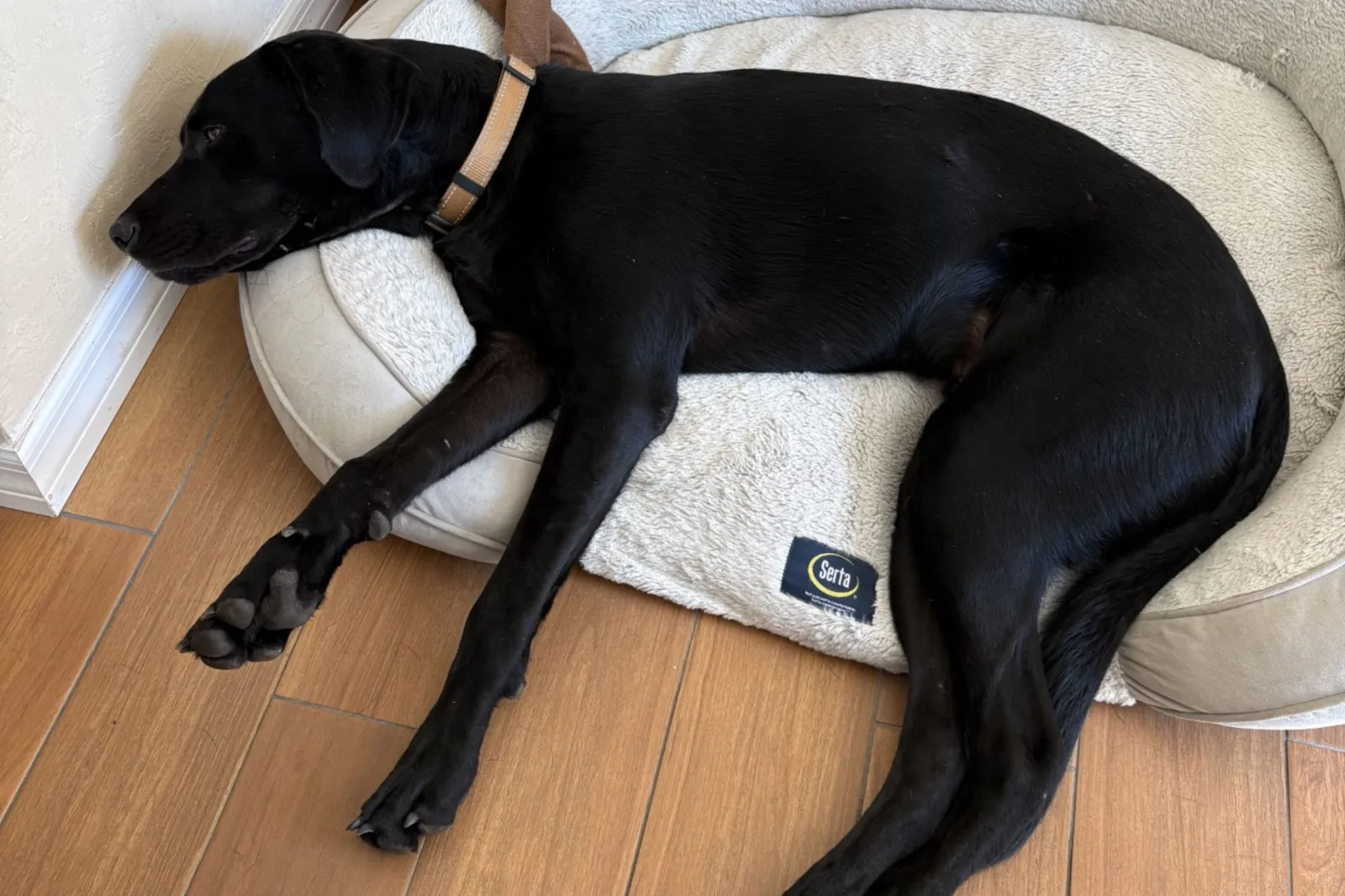 Mixed dog breed outgrows bed