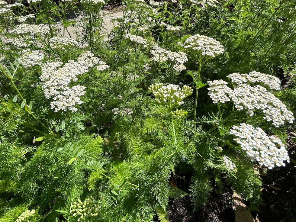 These flowers are blooming in the Wellness Garden near FSU's medical school.