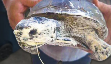 Investigation kicks off after Florida gopher tortoise found sprayed with insulation