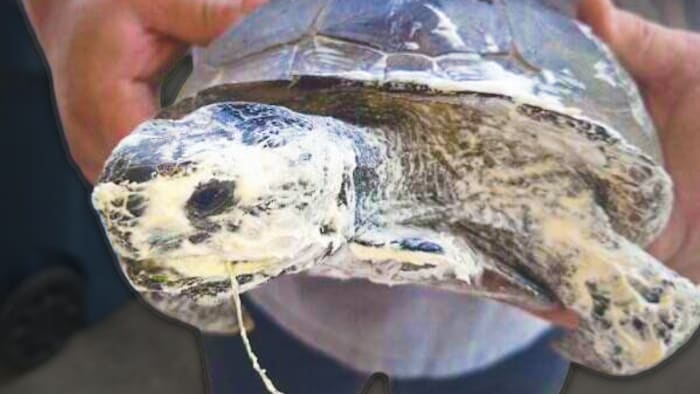 Investigation kicks off after Florida gopher tortoise found sprayed with insulation