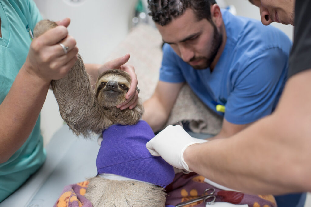 Veterinarians with The Sloth Institute examine a sloth with a broken arm on Aug. 30, 2019. Credit: Sam Trull