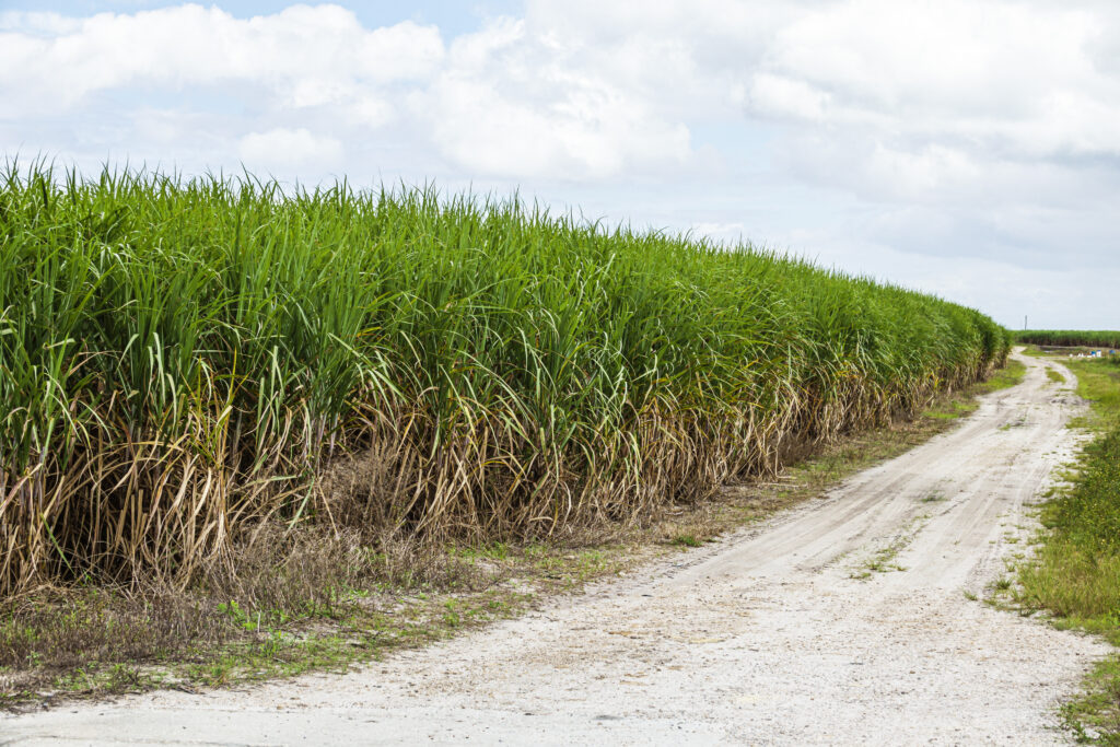 A sugar cane field in the  Everglades Agricultural Area of Clewiston, Fla.  Credit: Jeffrey Greenberg/Universal Images Group via Getty Images