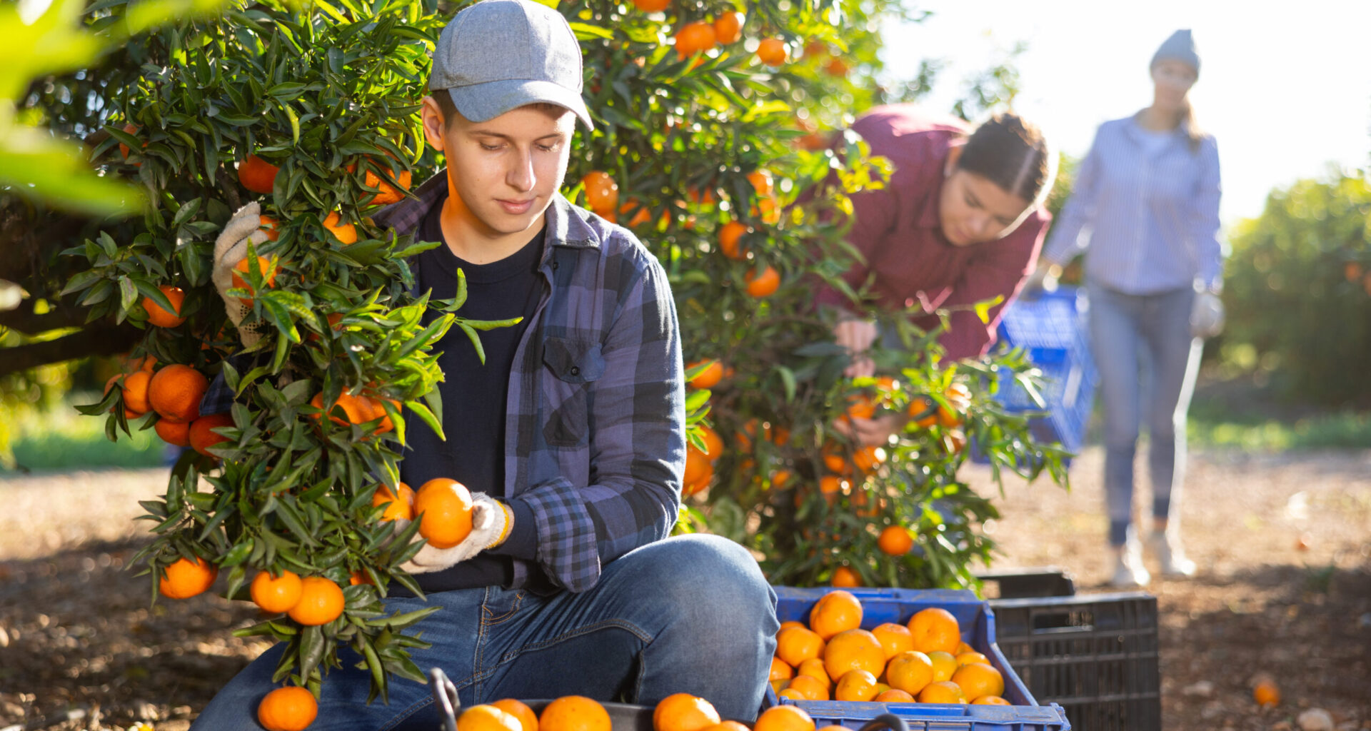 farmworker citrus