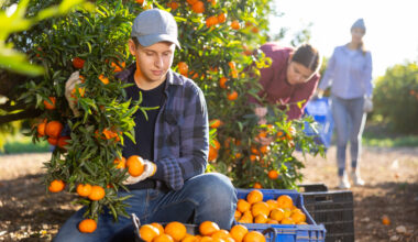 farmworker citrus