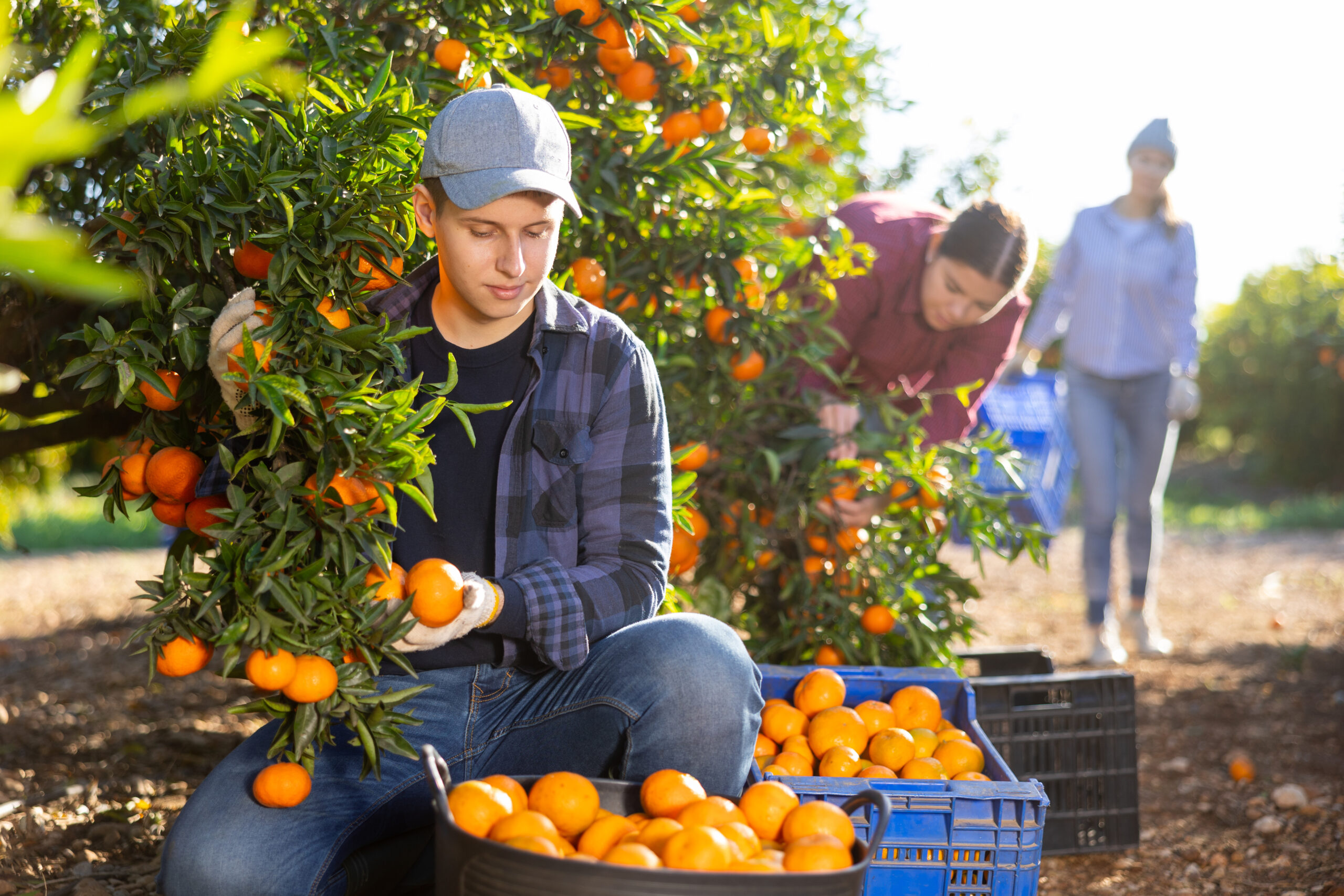 farmworker citrus