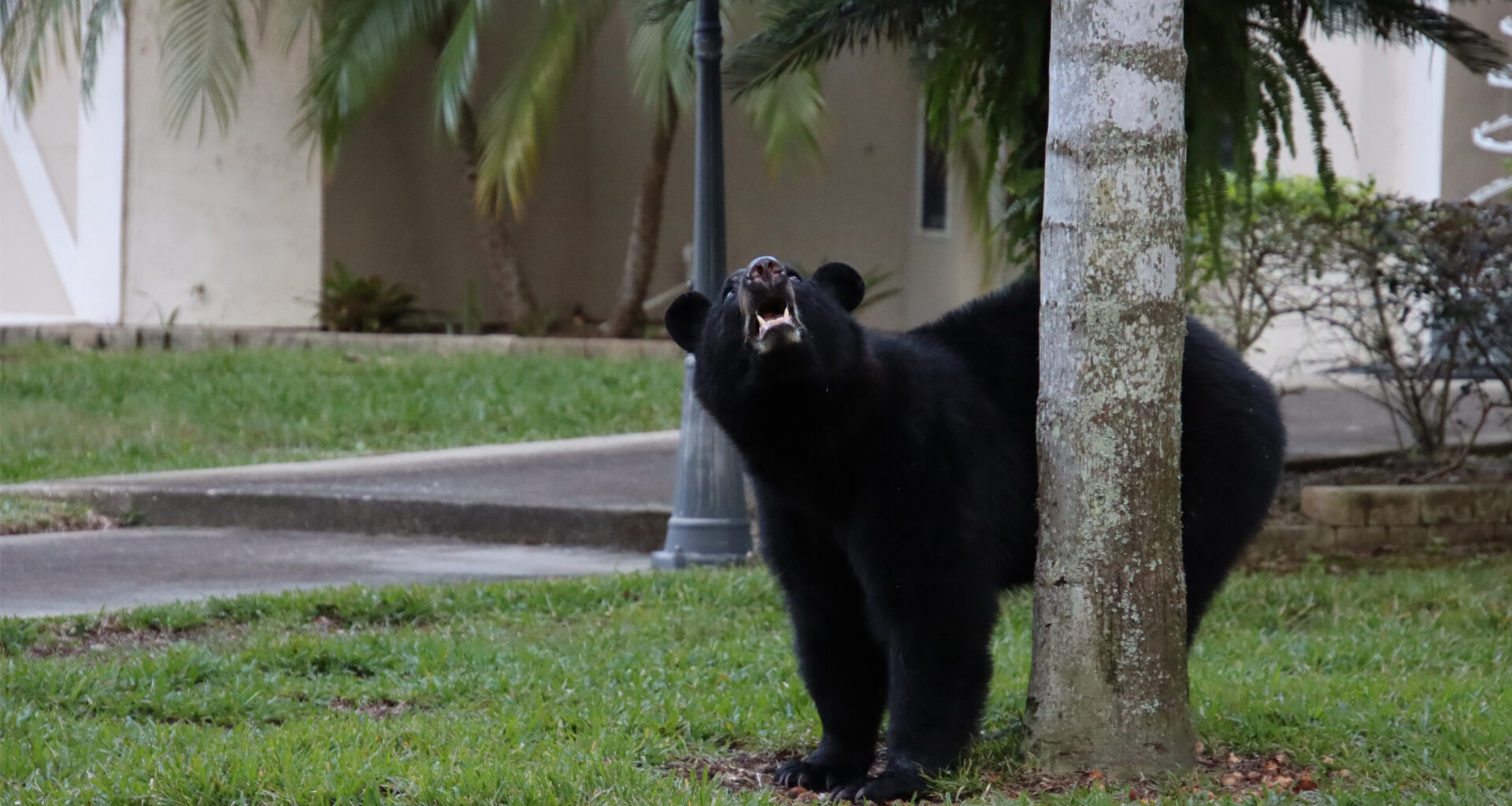 How a new mapping tool helps Florida planners protect wildlife corridors as the state grows