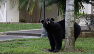 How a new mapping tool helps Florida planners protect wildlife corridors as the state grows