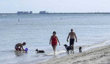 a group of people walk in a dog beach
