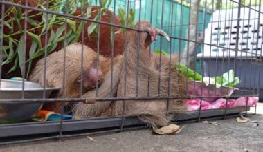 1 of 13 rescued Sloth World sloths dies at Central Florida Zoo