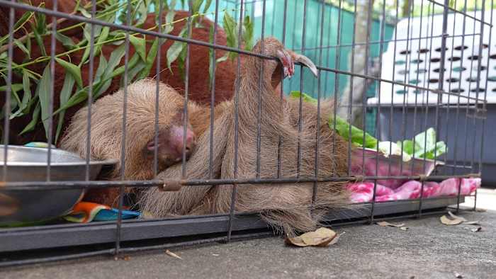 1 of 13 rescued Sloth World sloths dies at Central Florida Zoo