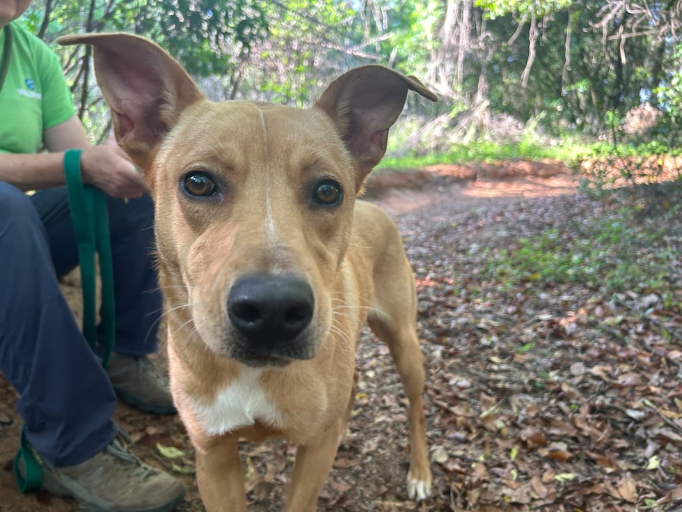 Layla loves to play and explore and is ready to discover a new home full of love and trust.