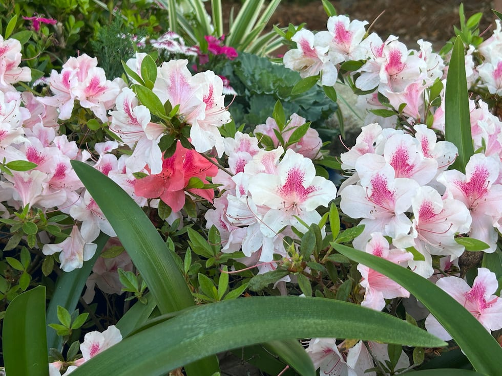 These flowers are just one of hundreds of varieties of plants on FSU's campus.