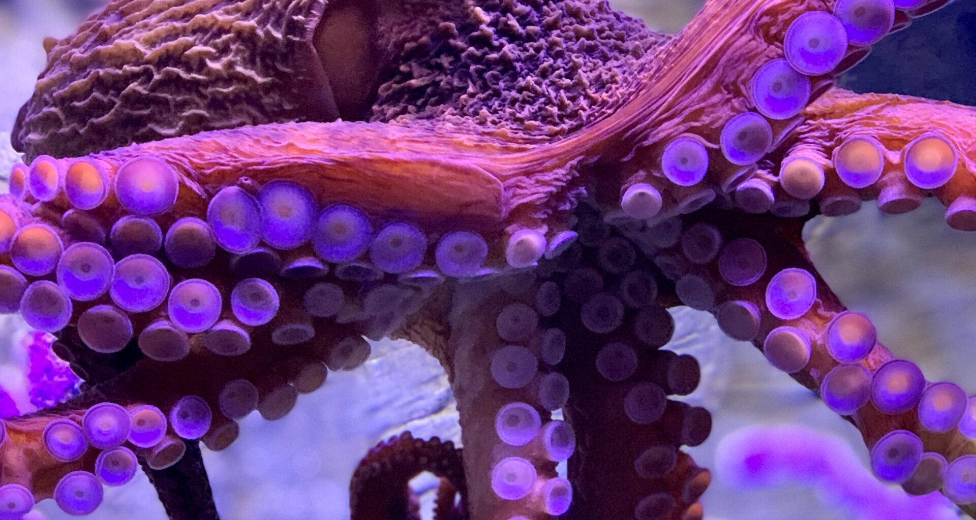 National Shell Museum & Aquarium welcomes new marine life