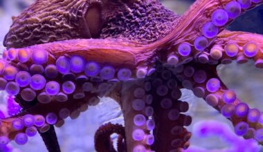 National Shell Museum & Aquarium welcomes new marine life