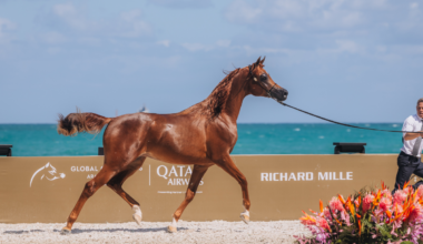 A World-Class Equestrian Spectacle Returns to Miami Beach