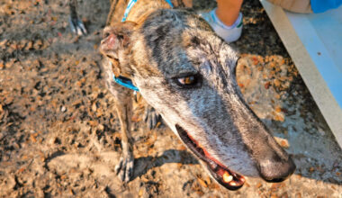 ARC takes in hunting dogs from Spain