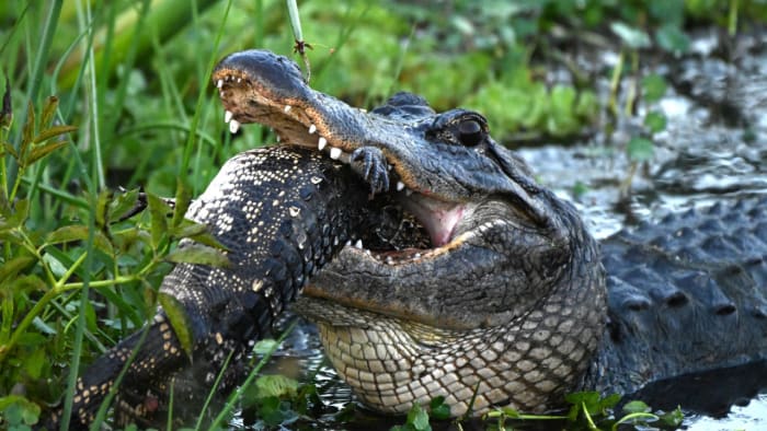 Alligator mating season kicks off in Florida. It could prove deadly