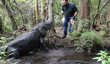 Buddy, the biggest alligator living at Gatorland, dies