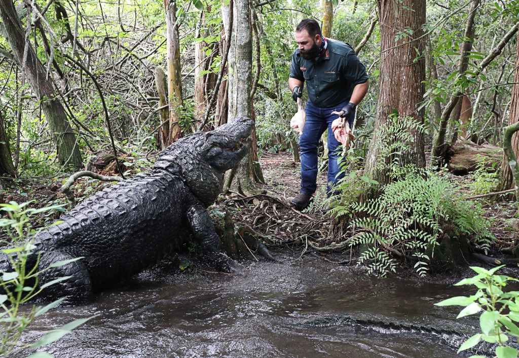 Buddy, the biggest alligator living at Gatorland, dies