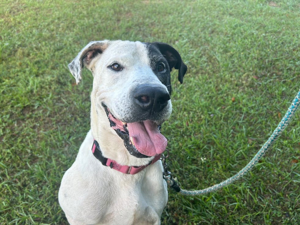 This great Dane mix is mister manners and mister ready to be your best buddy.