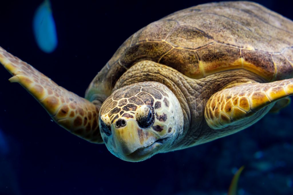 Florida Aquarium Competes for Top 10 Spot in USA Today's 10Best Readers' Choice Awards