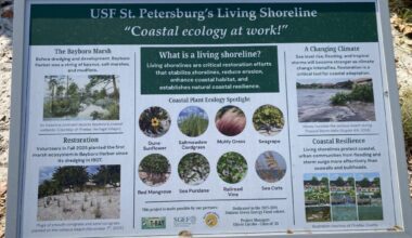 What does the future hold for Bayboro Harbor? USFSP students propose and implement restoration efforts   – The Crow's Nest