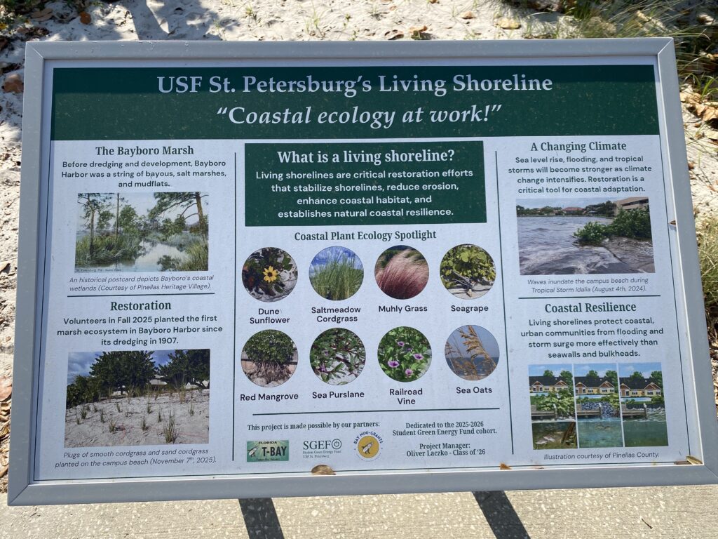 What does the future hold for Bayboro Harbor? USFSP students propose and implement restoration efforts   – The Crow's Nest