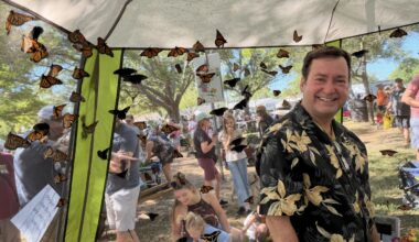 Wings take flight: butterflies at the Green Thumb Festival