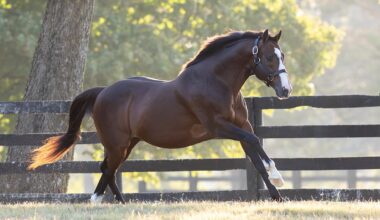 Into Mischief Sophomores Draw the Eye in Florida, Kentucky