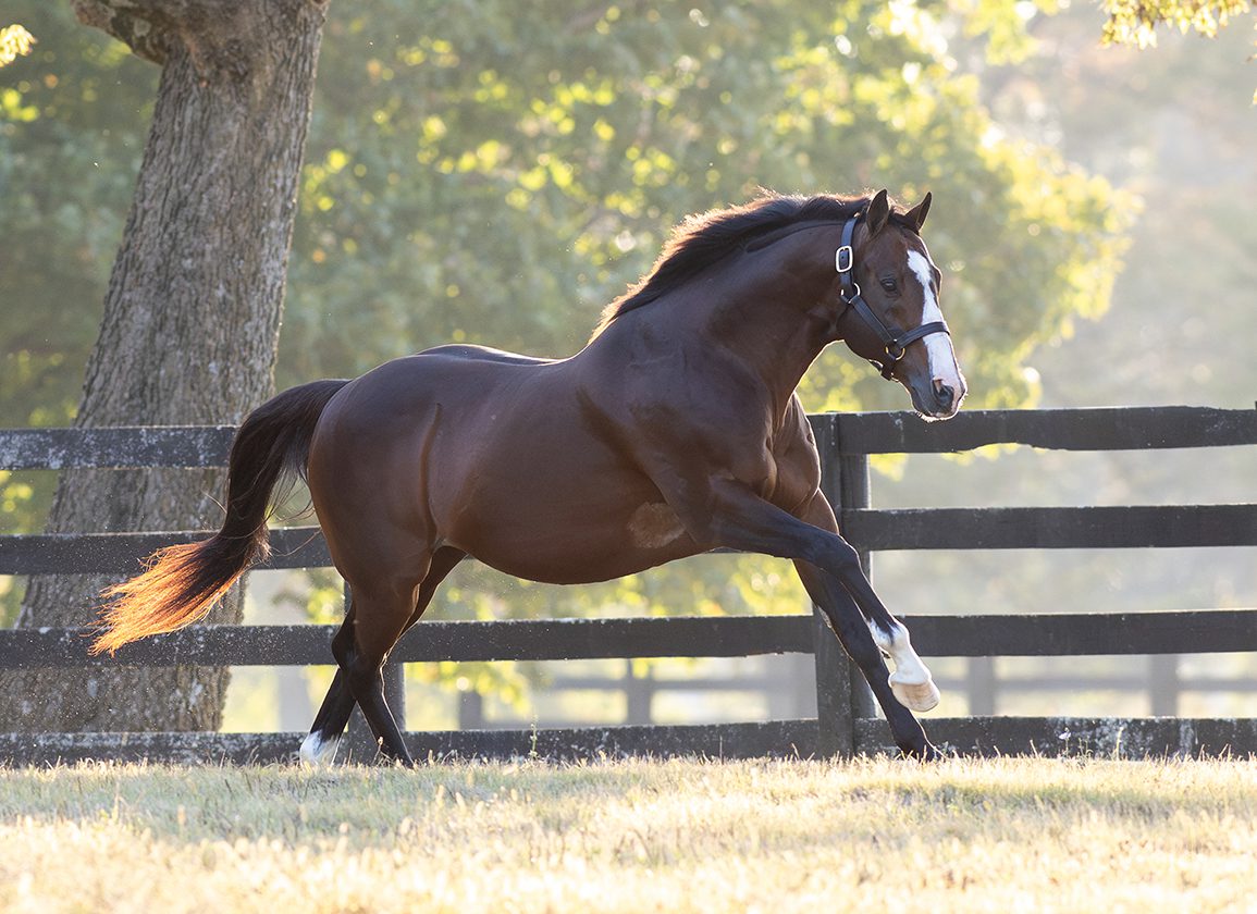 Into Mischief Sophomores Draw the Eye in Florida, Kentucky