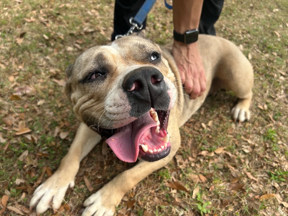 Roz is into chew toys and likes to keep it movin’!