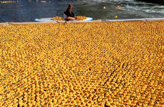 Kaylee Berryhill helps retrieve errant ducks at the start of the KID Duck Fest Derby 2019, a fundraiser for Kids in Distress of Broward and Palm Beach Counties at Esplanade Park in downtown Fort Lauderdale. About 35,000 rubber ducks were dumped into Fort LauderdaleÕs New River for a race to the finish line, and the first duck to do so wins one of 10 prizes, including $10,000 cash. Mike Stocker, South Florida Sun-Sentinel