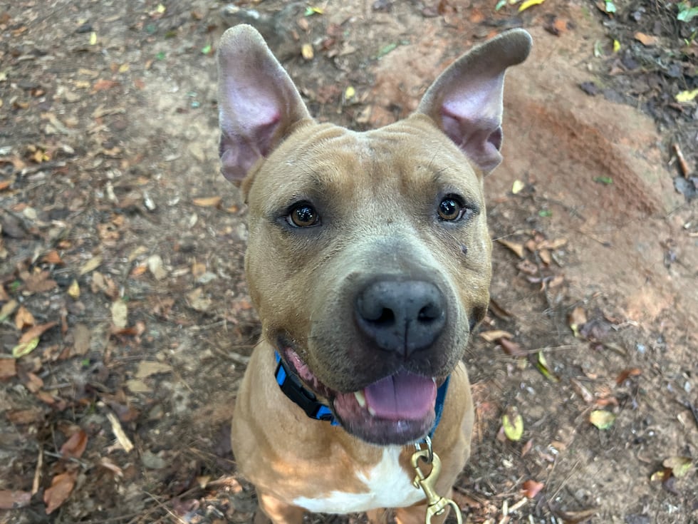 Matthew is a happy boy. Treats and togetherness are his thing!