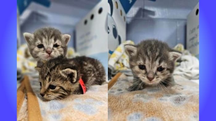 Jacksonville Humane Society asks for help as kitten season ramps up, nearly 1100 rescues in 2026