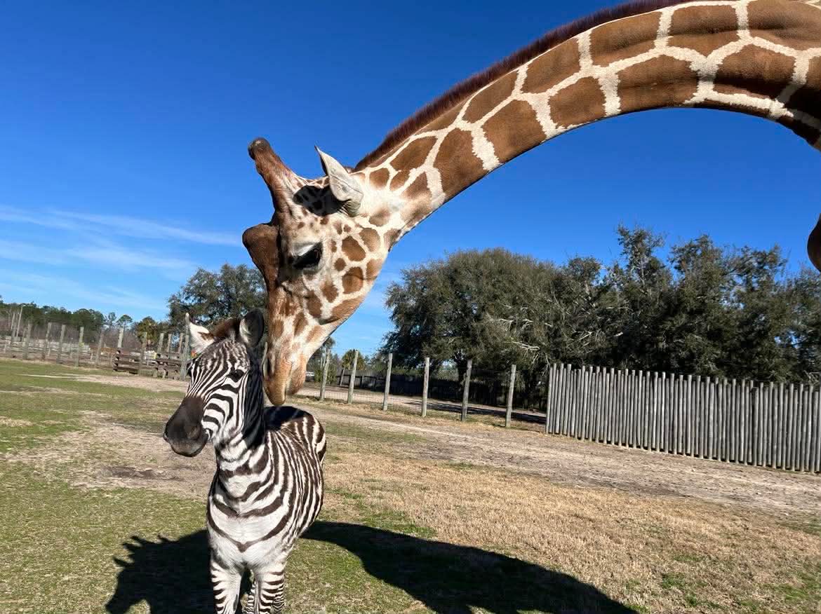 Kurtsie (left) and Bakari (right) zebra and giraffe together