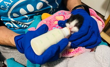Cape Coral Animal Shelter receives lifesaving grant from Orphan Kitten Club