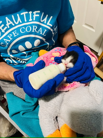 Cape Coral Animal Shelter receives lifesaving grant from Orphan Kitten Club