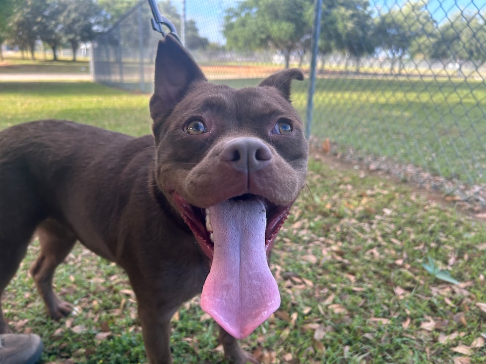 Juvi is enthusiastic about everything - she's looking for a family with a bountiful supply of...