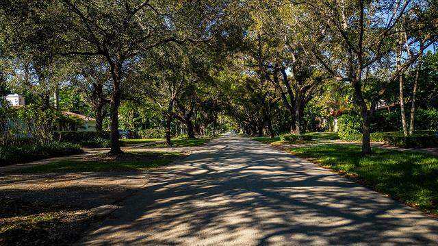 View of the dense tree canopy along Palermo Avenue in Coral Gables on Dec. 14, 2022.