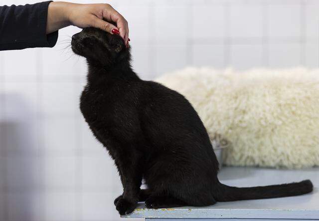 Stalker, who is up for adoption, reacts to being pet at Abandoned Pet Rescue on Wednesday, April 1, 2026, in Fort Lauderdale, Fla. The shelter is one of the largest no-kill animal shelters in South Florida and is now celebrating its 30th anniversary.