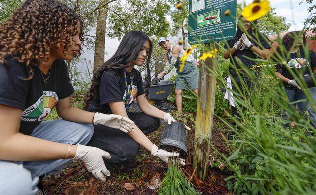 Riley Hidalgo, 13, and Ellen Nguyen, 14, work in the garden as the school prepares for Earth Day, as the Miami Heat transforms the outdoor area at Driftwood Middle School by installing a new garden and updating the interior. Featuring a butterfly garden, planting beds, and indoor hydroponic towers, students help by planting flowers, vegetables, and greenery, creating a welcoming and peaceful environment in Hollywood, Florida, on Thursday, April 9, 2026. 