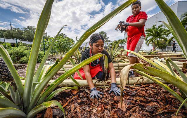 Anthony Wright, seen at top right, works with fellow students fill beds with pine mulch as the school celebrates upcoming Earth Day, as the Miami Heat transforms the outdoor area at Driftwood Middle School by installing a new garden and updating the interior. Featuring a butterfly garden, planting beds, and indoor hydroponic towers, students help by planting flowers, vegetables, and greenery, creating a welcoming and peaceful environment in Hollywood, Florida, on Thursday, April 9, 2026. 