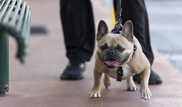 Kara Starzyk, executive director, walks French bulldog, Cashew, at the Abandoned Pet Rescue on Wednesday, April 1, 2026, in Fort Lauderdale, Fla. The shelter is one of the largest no-kill animal shelters in South Florida and is now celebrating its 30th anniversary.