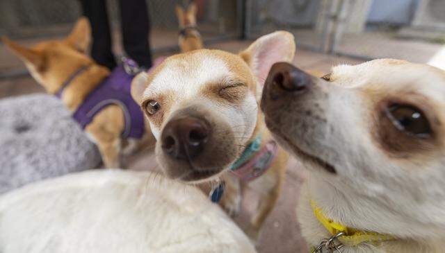 From left to right: Lola, Baby and Missy are up for adoption at Abandoned Pet Rescue on Wednesday, April 1, 2026, in Fort Lauderdale, Fla. The shelter is one of the largest no-kill animal shelters in South Florida and is now celebrating its 30th anniversary.