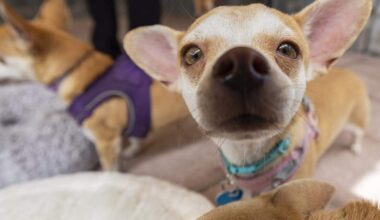 Fort Lauderdale no-kill pet rescue celebrates 30 years