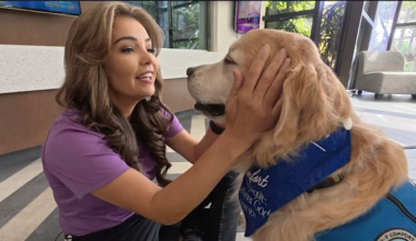 ‘Puddles of love:’ K-9 comfort dog Moriah brings calm to domestic abuse survivors at Harbor House