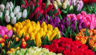How Miami Buys its Mother’s Day Flowers