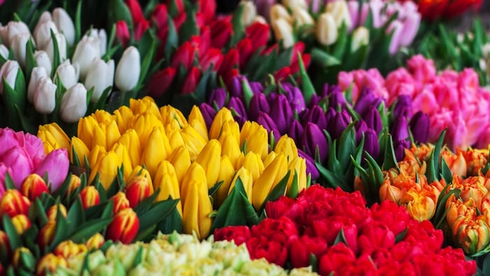 How Miami Buys its Mother’s Day Flowers